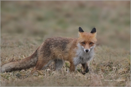 <p>LIŠKA OBECNÁ (Vulpes vulpes)</p>